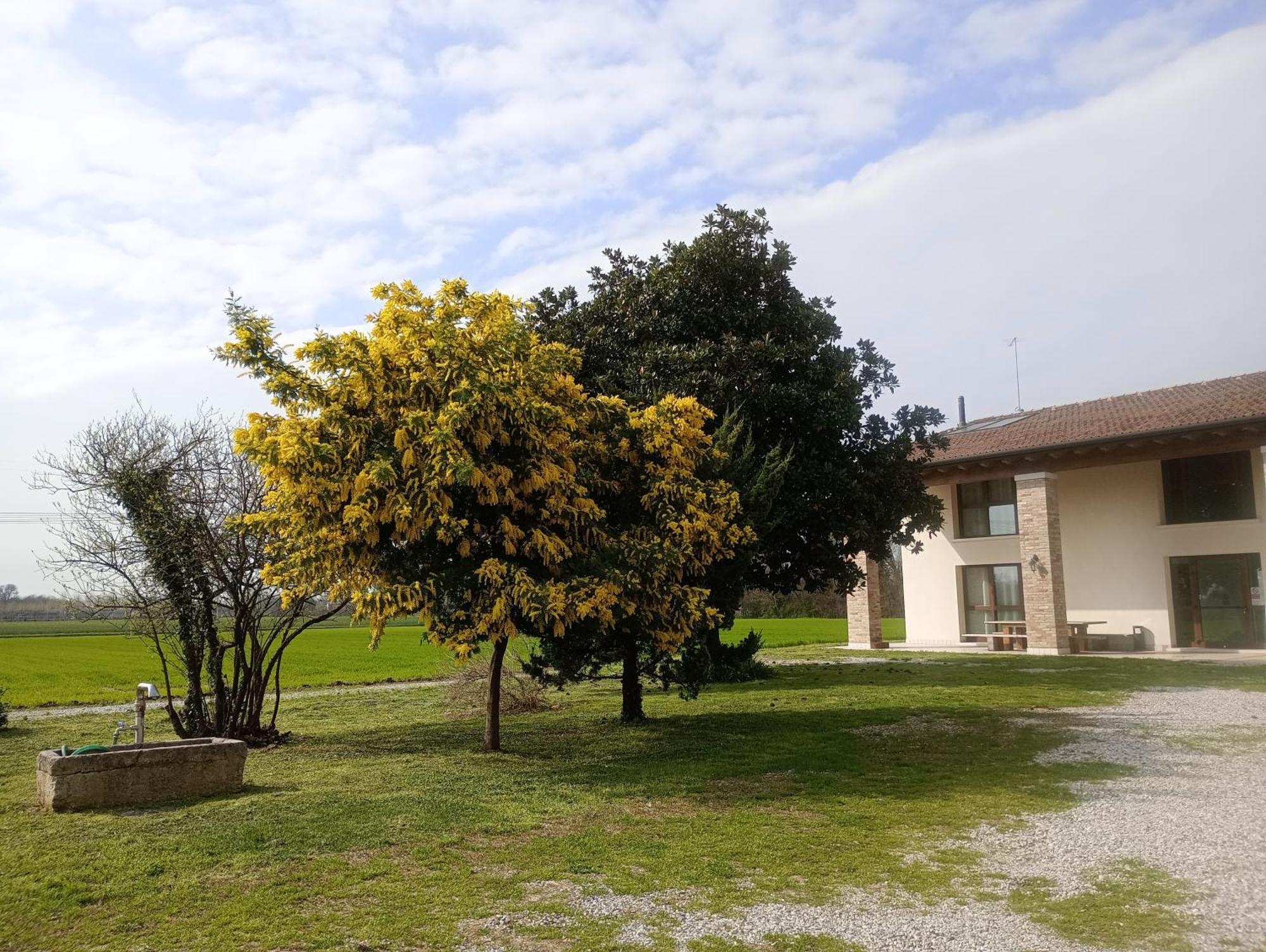 Agriturismo Trabucco Casale sul Sile Eksteriør billede
